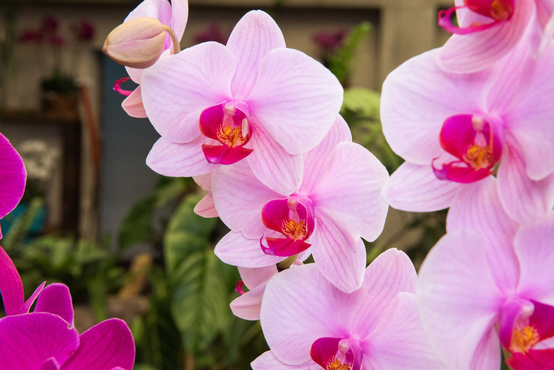 Email nariz Repegar Orquídeas SyM - Cultivo y reproducción de orquídeas en Guatemala