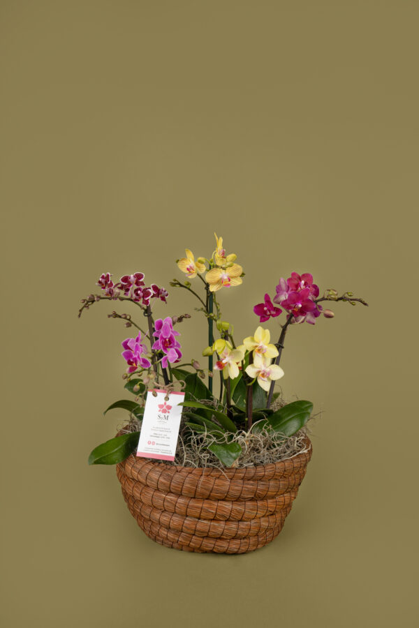 5 Phalaenopsis minis en canasto 24N11