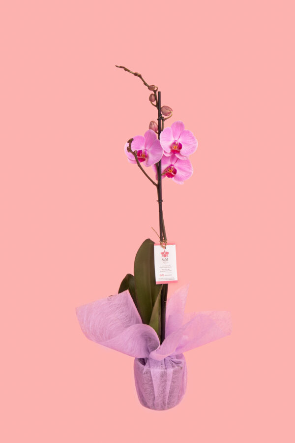 Orquídea Phalaenopsis de 1 tallo 25A1