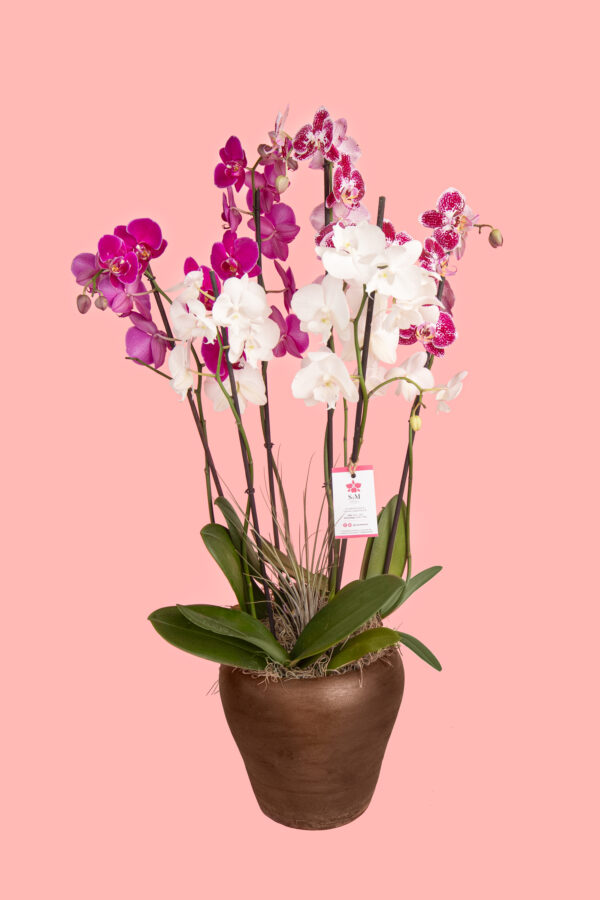 3 Phalaenopsis y Tillandsia en base de barro 25A10