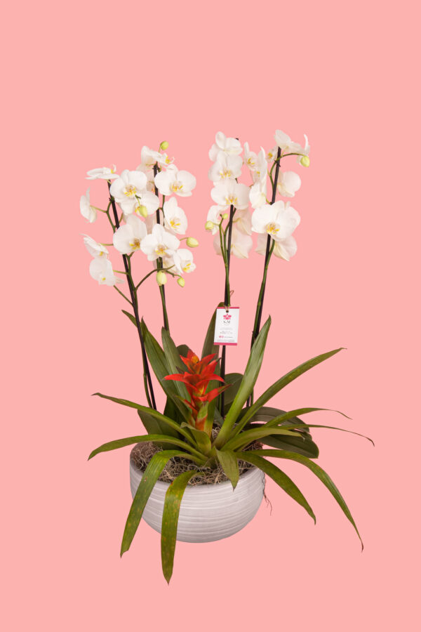 2 Phalaenopsis y 1 Bromelia en base cerámica 25A11