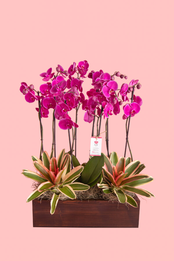 4 Phalaenopsis y 2 Bromelias en base de madera 25A14