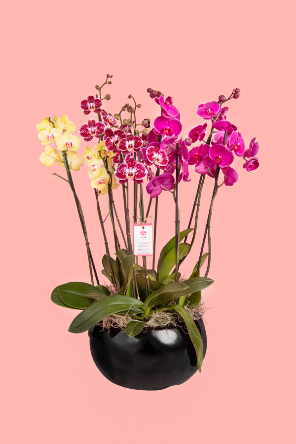 5 Phalaenopsis en base de fibra de vidrio 25A15