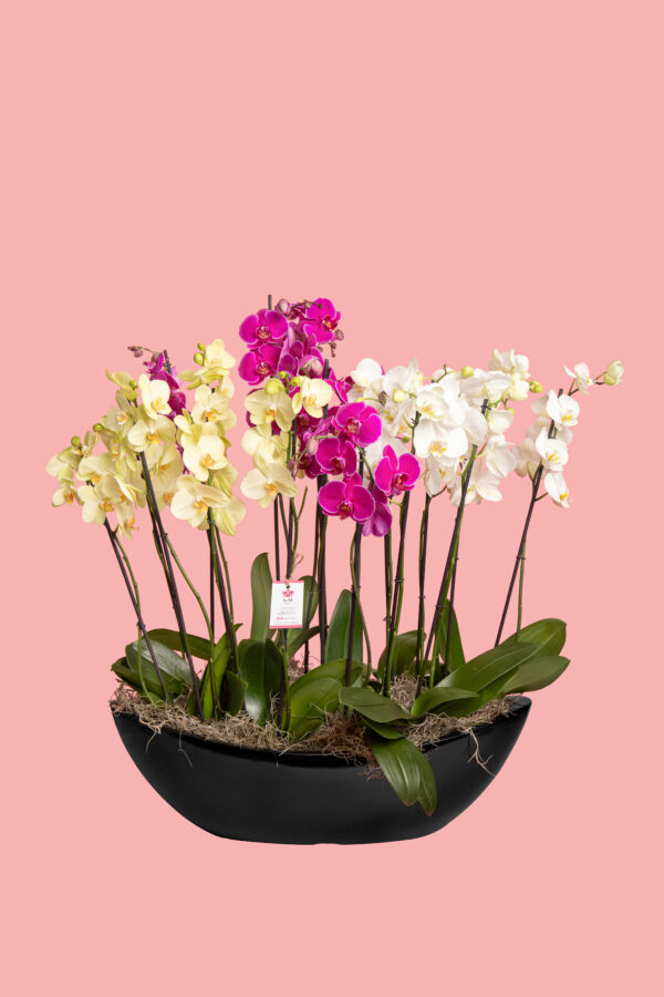 9 Phalaenopsis en base de fibra de vidrio 25A16