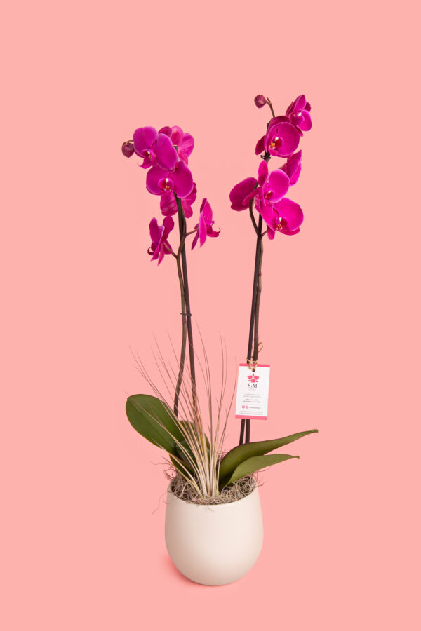 Phalaenopsis y Tillandsia en base cerámica 25A4