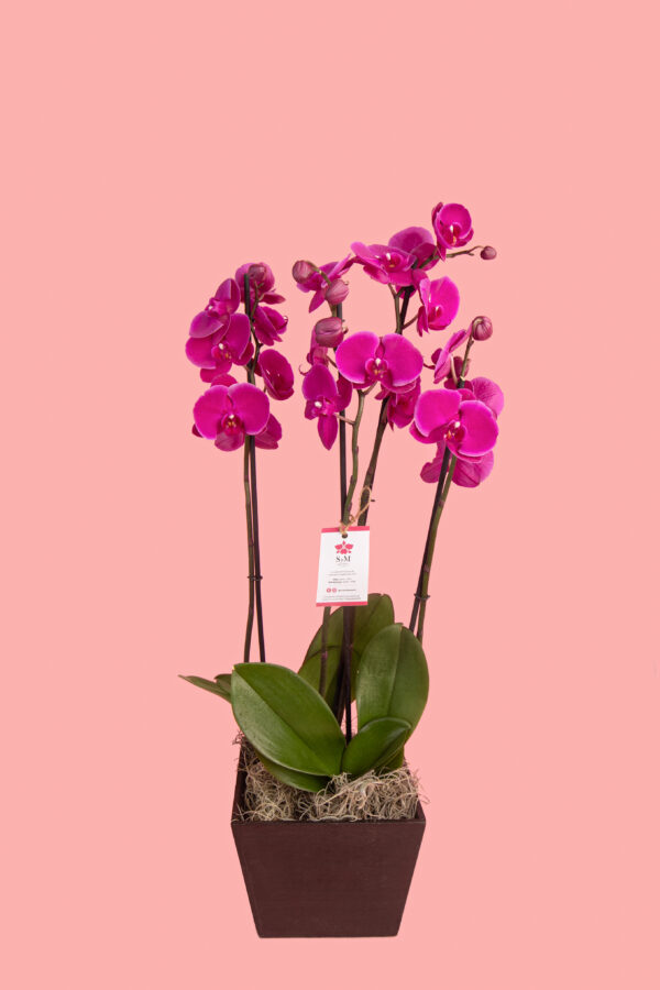 2 Phalaenopsis en base de madera 25A5