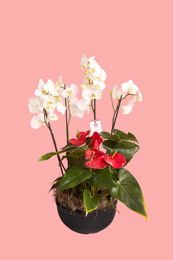 2 Phalaenopsis y 1 Anturio en base cerámica 25A9