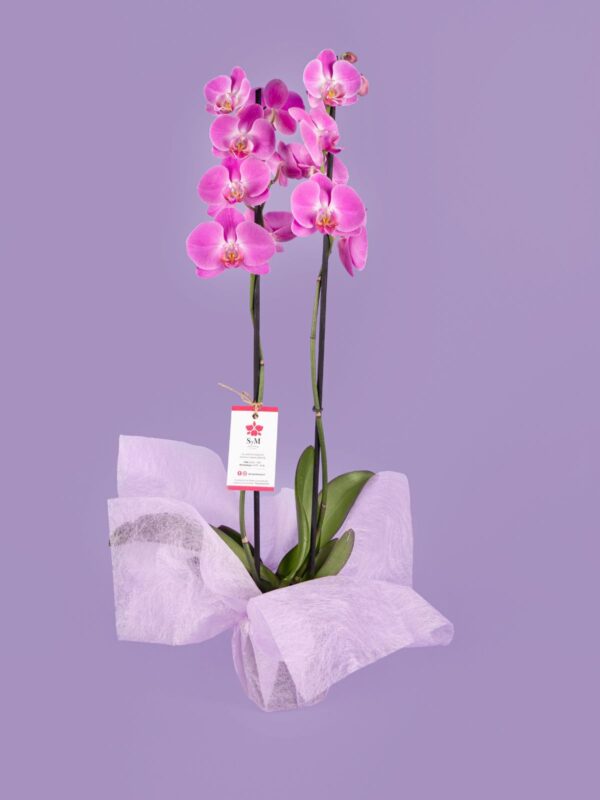 Phalaenopsis de 2 tallos 25M1