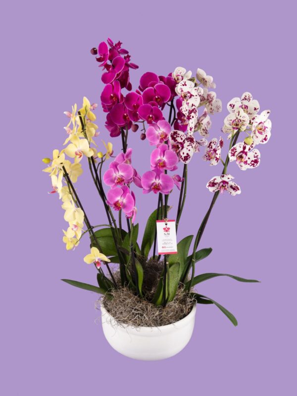4 Phalaenopsis en base cerámica 25M10