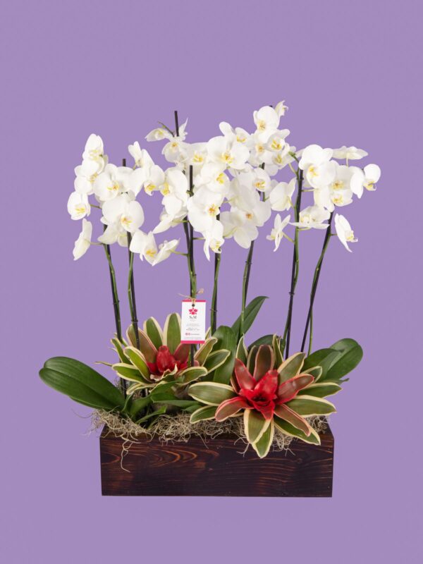 4 Phalaenopsis y 2 Bromelias en base de madera 25M11