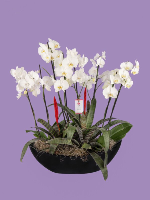 4 Phalaenopsis y 2 Bromelias en base de fibra de vidrio 25M12