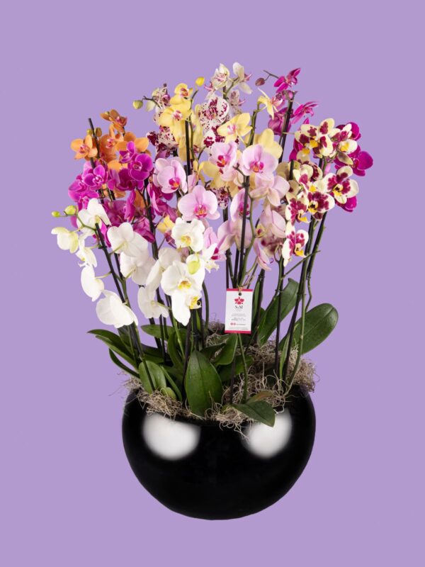 8 Phalaenopsis en base de fibra de vidrio 25M13