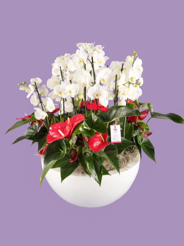 8 Phalaenopsis y 4 Anturios en base de fibra de vidrio 25M14