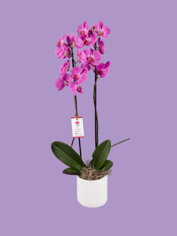 Phalaenopsis de 2 tallos en base cerámica 25M2