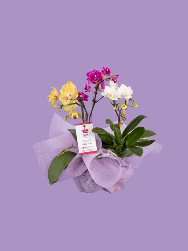 3 Phalaenopsis mini con papel de regalo 25M3