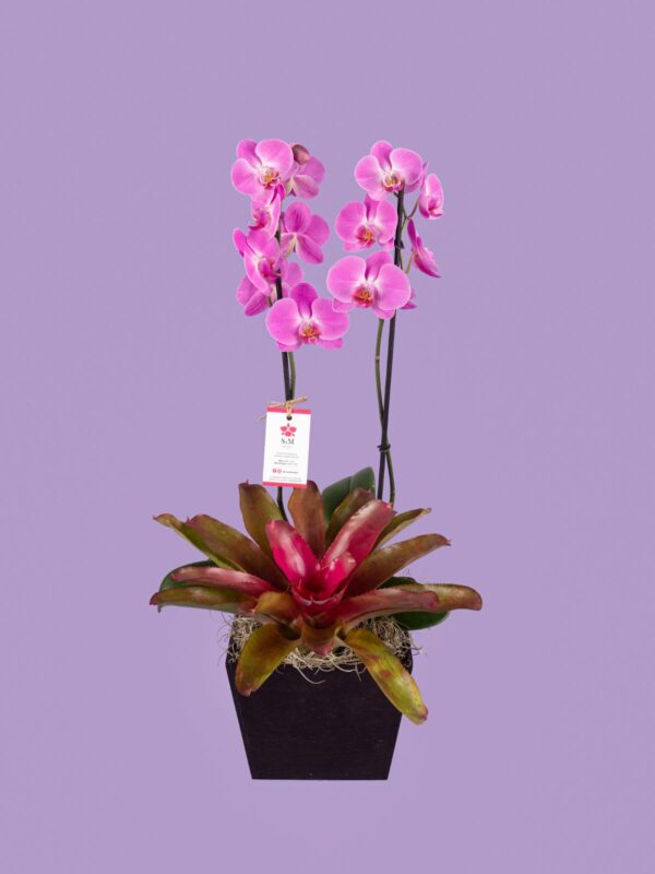 Phalaenopsis y Bromelia en base de madera 25M4