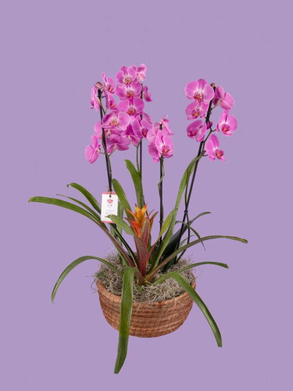 2 Phalaenopsis y Bromelia en canasto 25M5