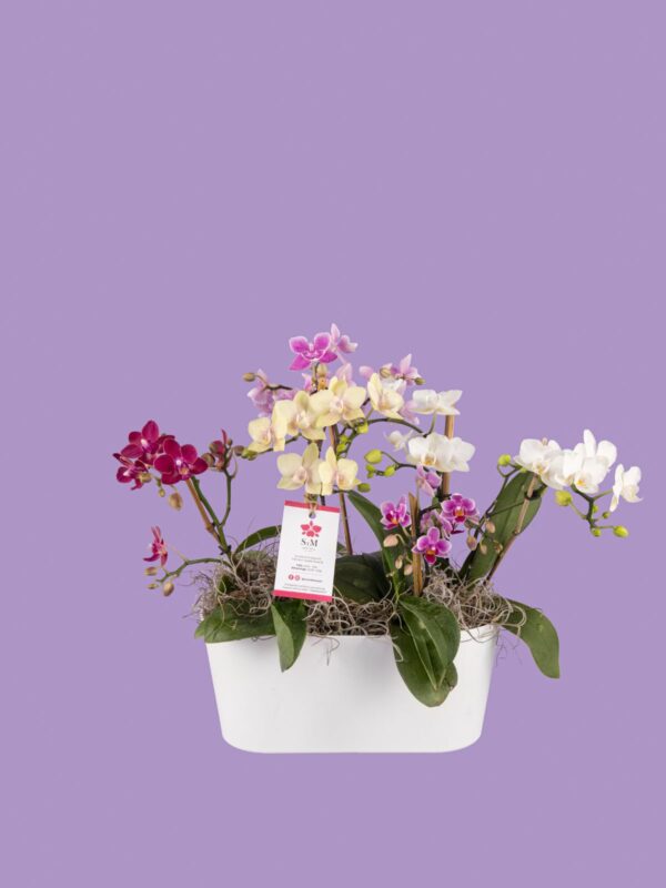 5 Phalaenopsis mini en base rectangular 25M6