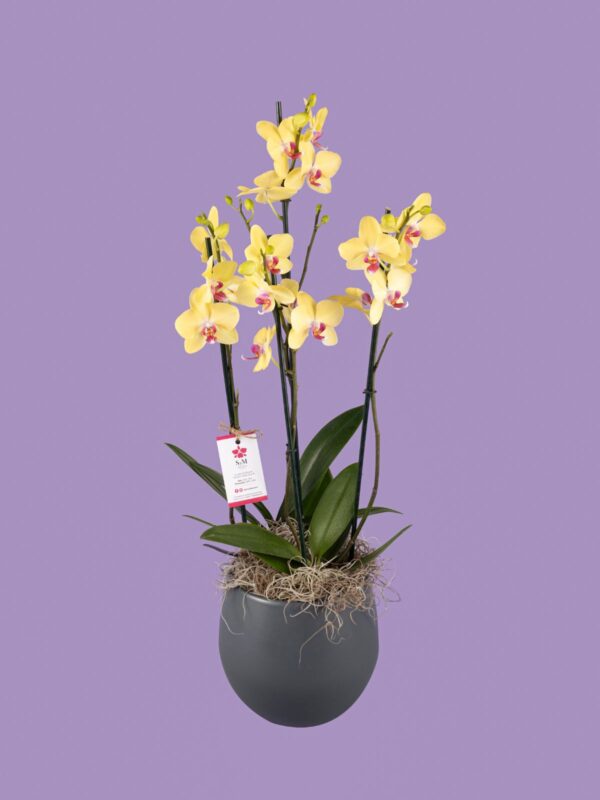 2 Phalaenopsis en base cerámica 25M7