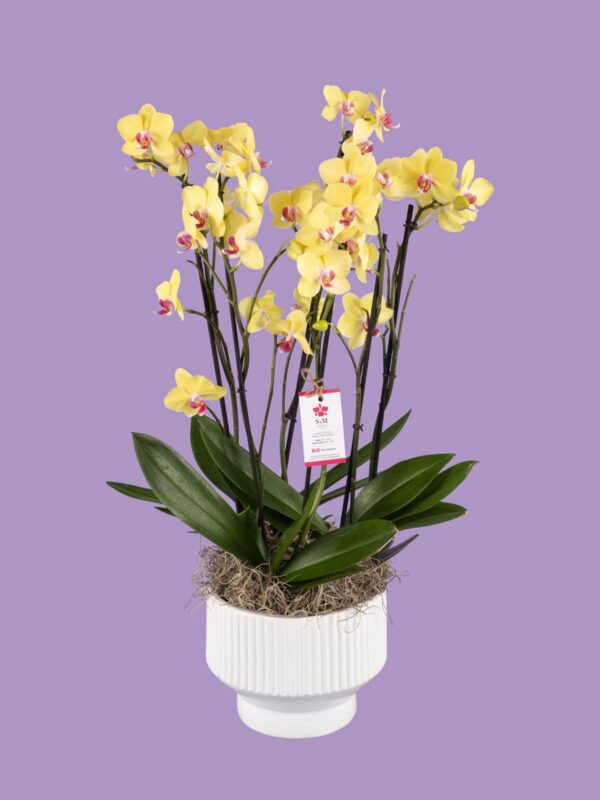 3 Phalaenopsis en base cerámica 25M8