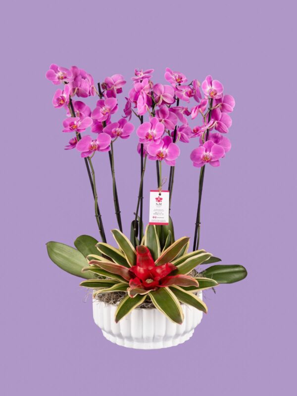 3 Phalaenopsis y Bromelia en base cerámica 25M9