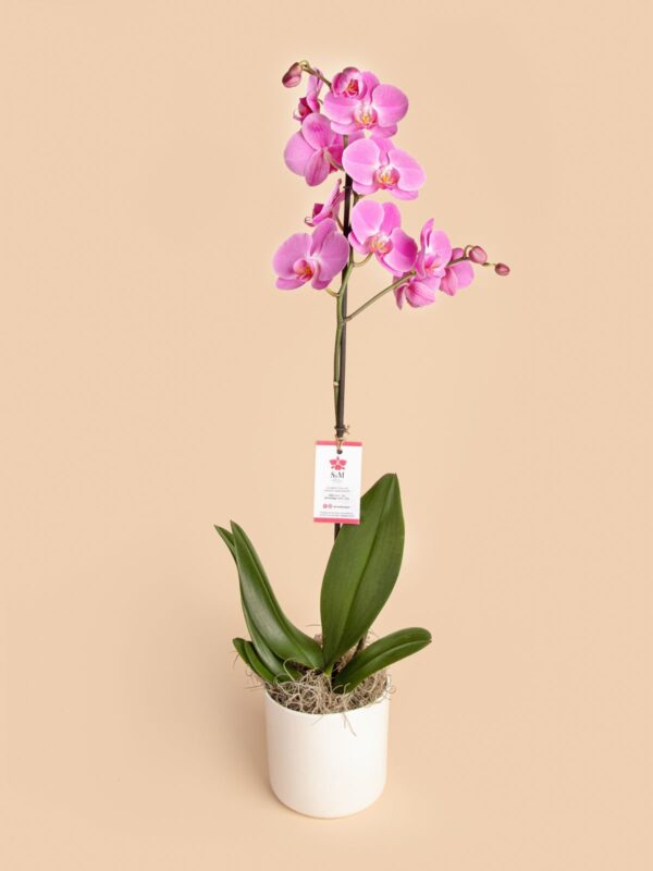 Phalenopsis de 1 tallo en base cerámica 24H4