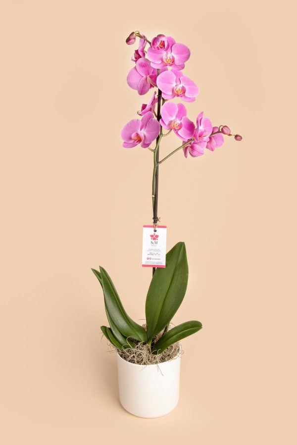 Orquideas SyM - arreglos florales de orquídeas