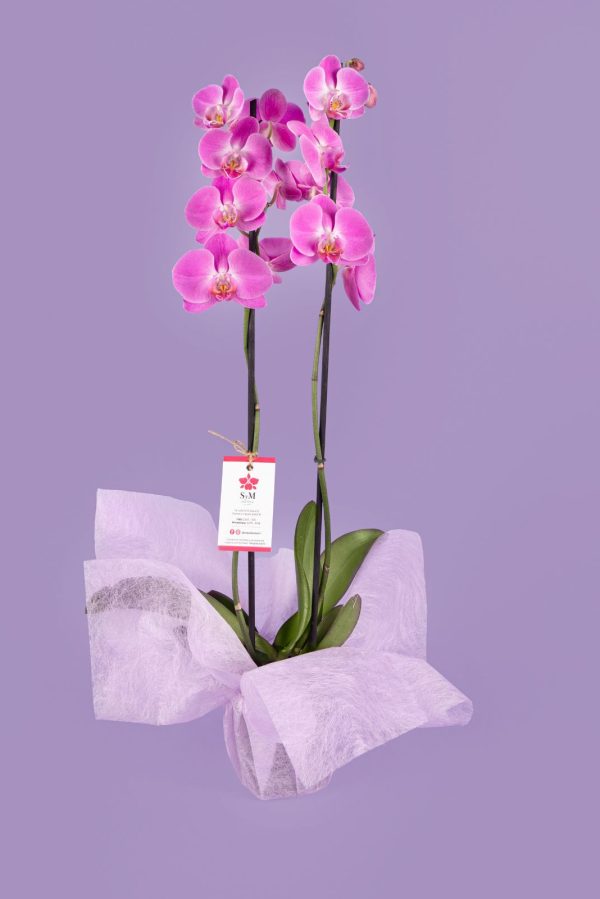 Orquideas SyM - arreglos florales para el Día de la Madre