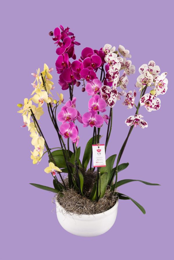 Orquideas SyM - arreglos florales para el Día de la Madre