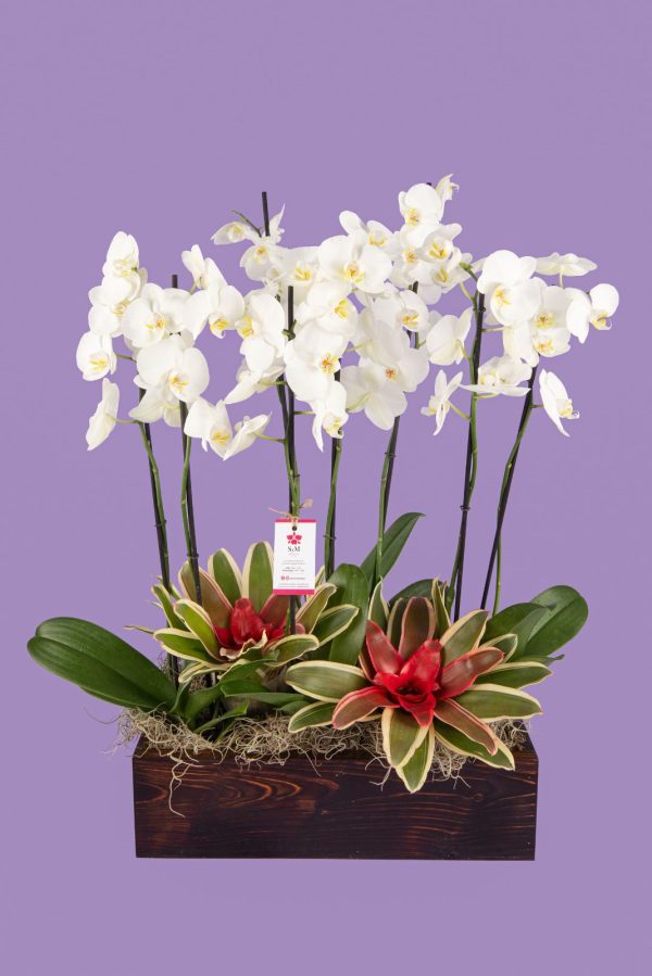 Orquideas SyM - arreglos florales para el Día de la Madre