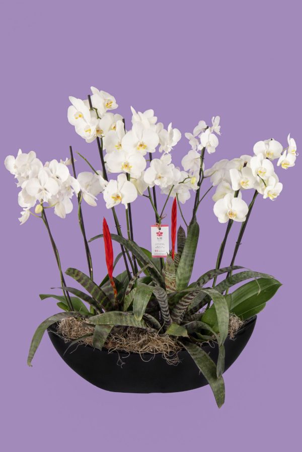 Orquideas SyM - arreglos florales para el Día de la Madre