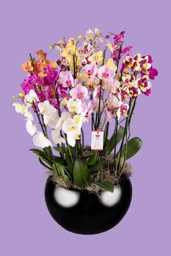 Orquideas SyM - arreglos florales para el Día de la Madre