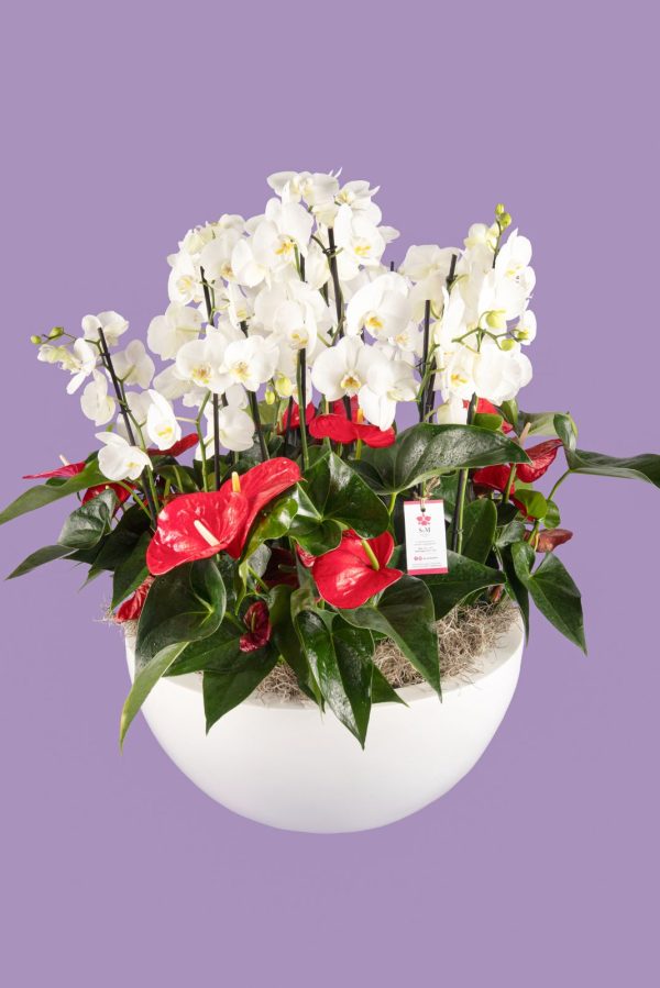 Orquideas SyM - arreglos florales para el Día de la Madre