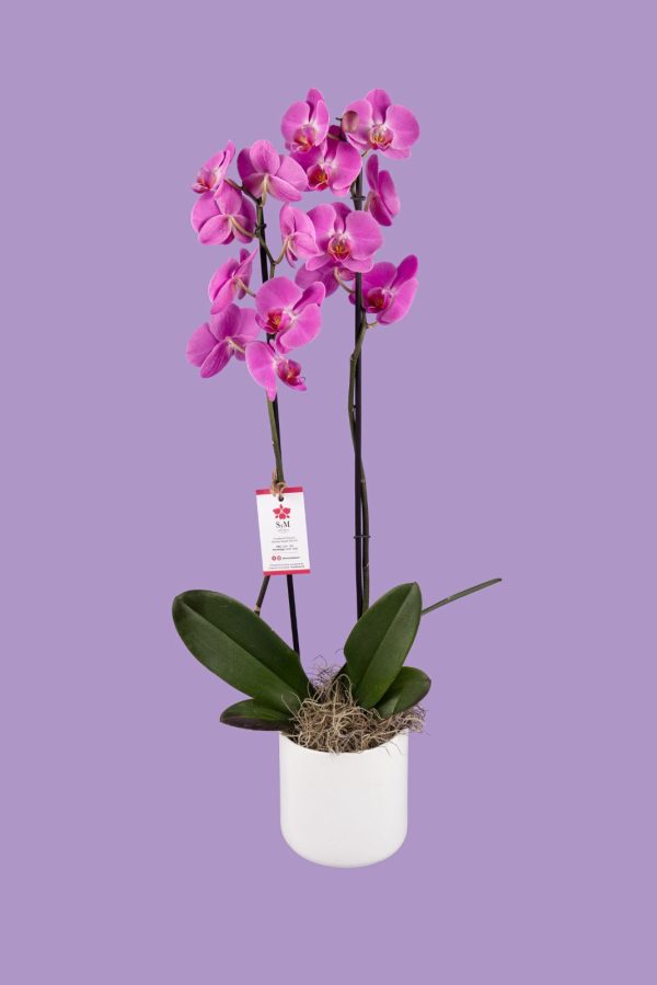 Orquideas SyM - arreglos florales para el Día de la Madre