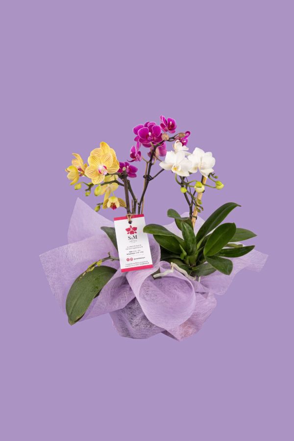 Orquideas SyM - arreglos florales para el Día de la Madre