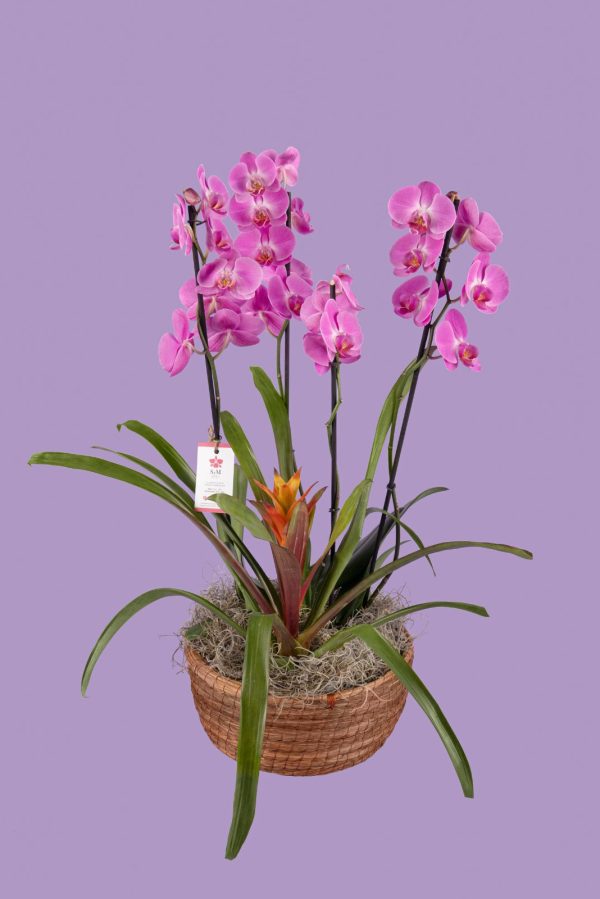 Orquideas SyM - arreglos florales para el Día de la Madre