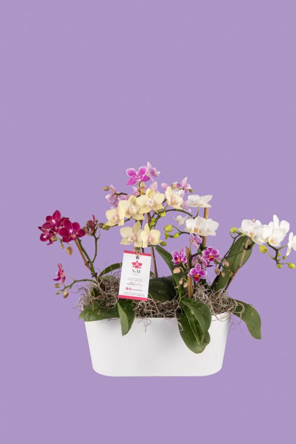 Orquideas SyM - arreglos florales para el Día de la Madre