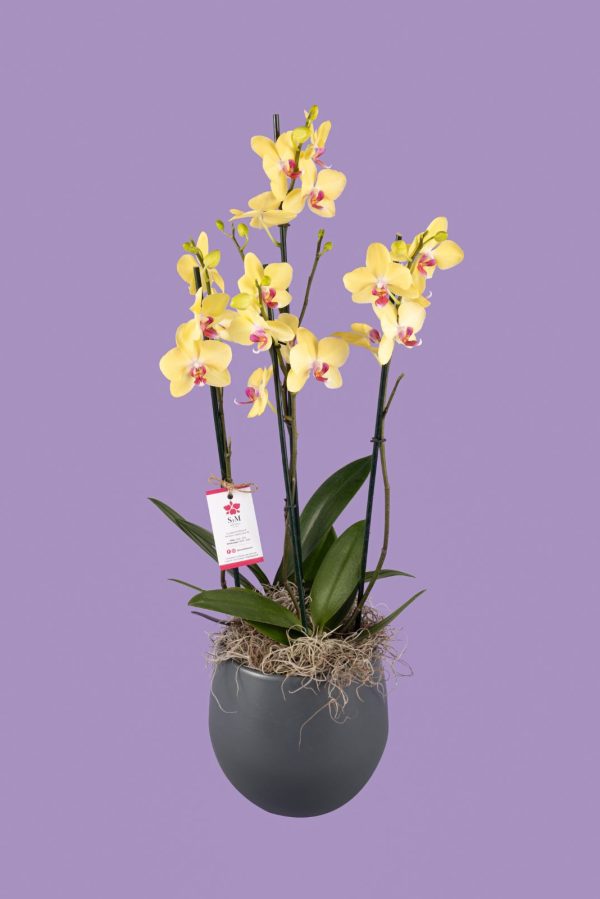 Orquideas SyM - arreglos florales para el Día de la Madre
