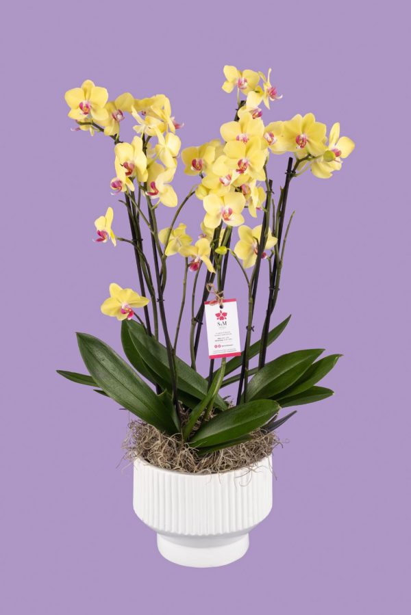 Orquideas SyM - arreglos florales para el Día de la Madre