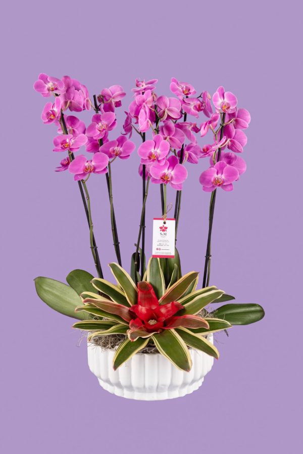 Orquideas SyM - arreglos florales para el Día de la Madre
