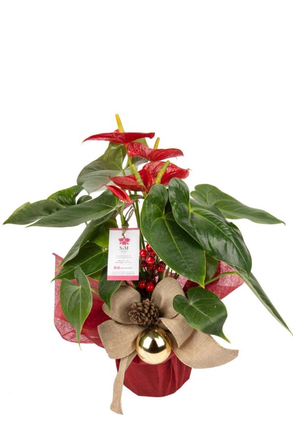 Orquideas SyM - arreglos florales para Navidad