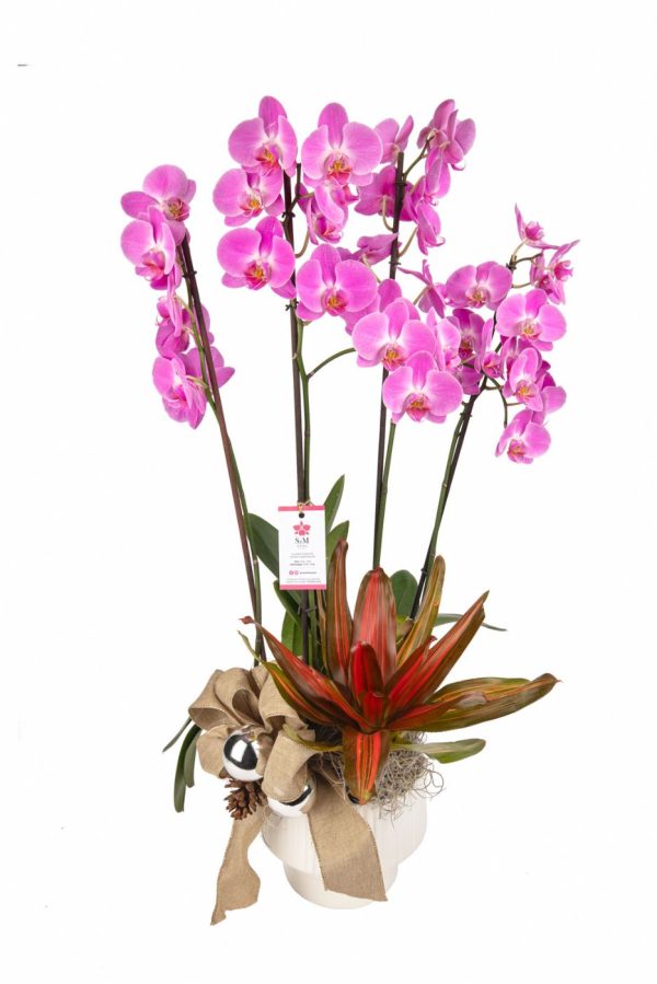 Orquideas SyM - arreglos florales para Navidad