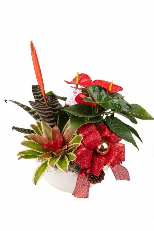 Orquideas SyM - arreglos florales para Navidad