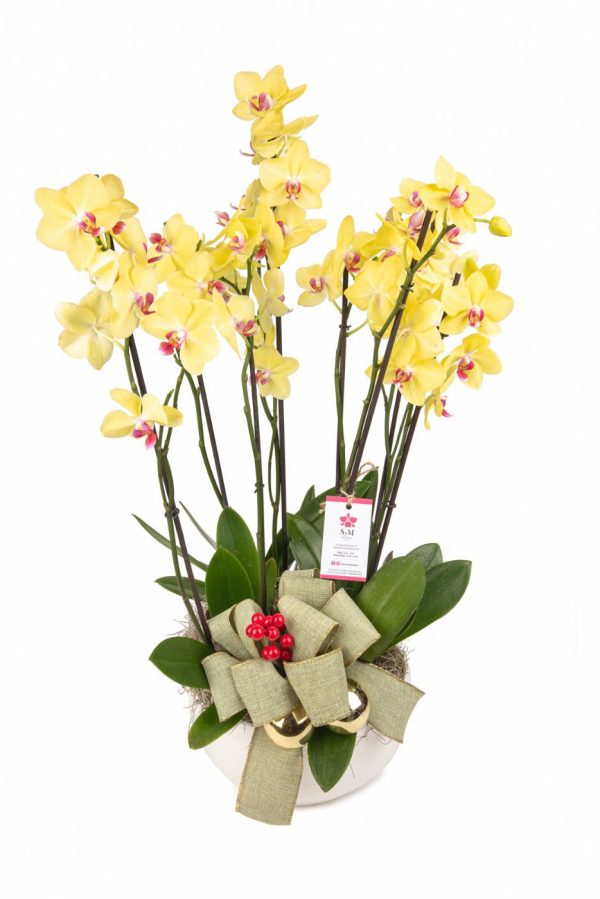 Orquideas SyM - arreglos florales para Navidad