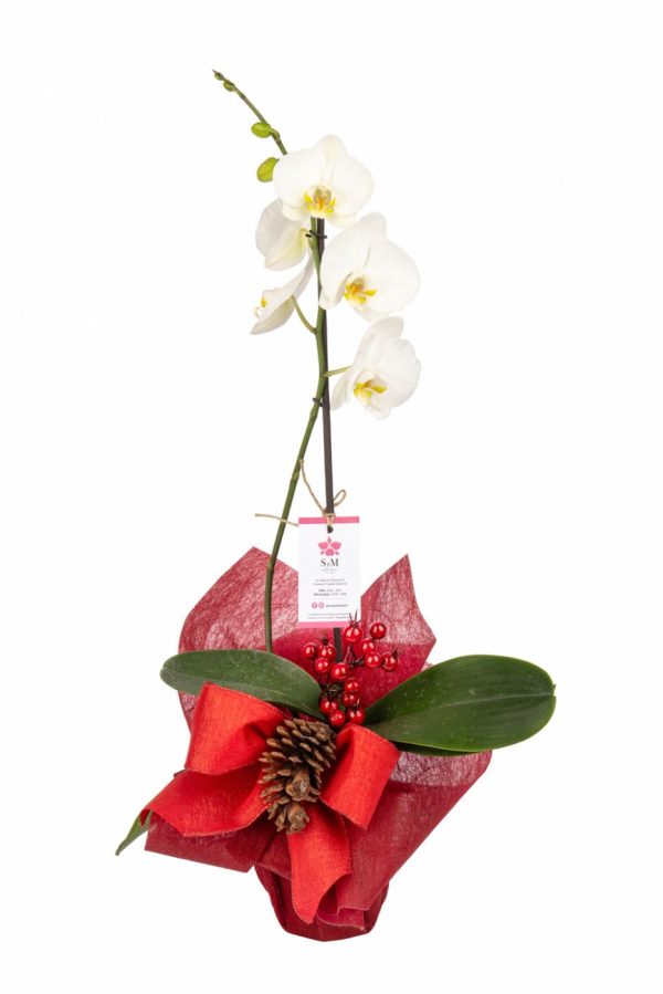 Orquideas SyM - arreglos florales para Navidad