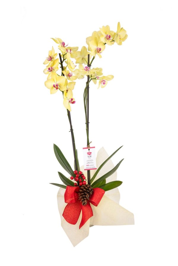 Orquideas SyM - arreglos florales para Navidad