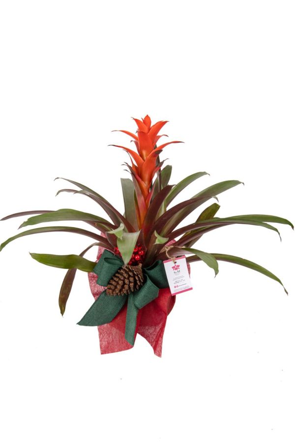 Orquideas SyM - arreglos florales para Navidad