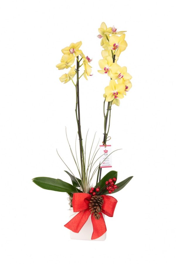 Orquideas SyM - arreglos florales para Navidad