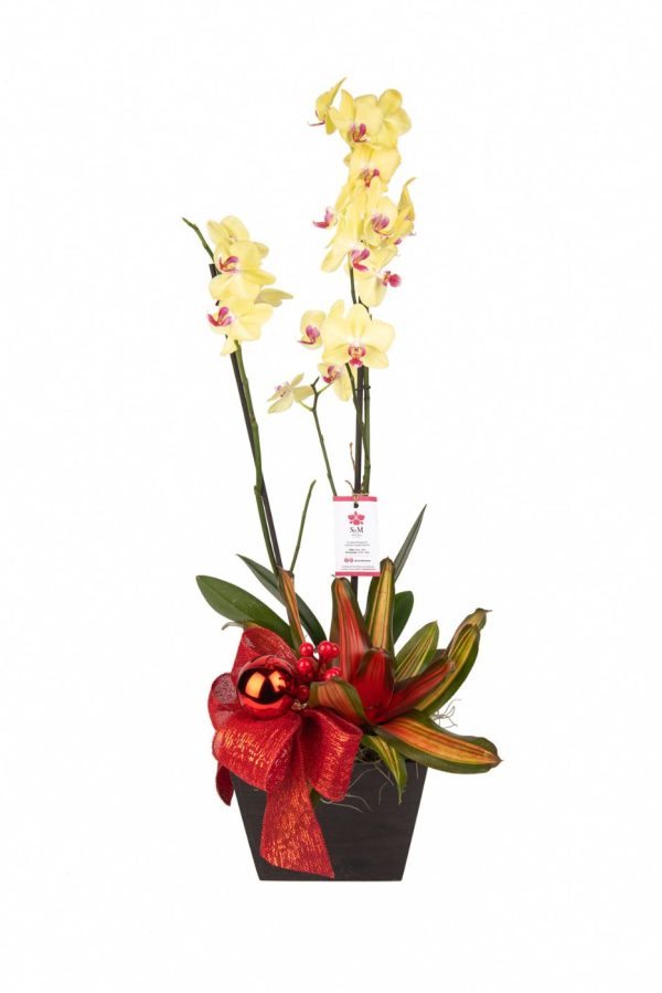 Orquideas SyM - arreglos florales para Navidad