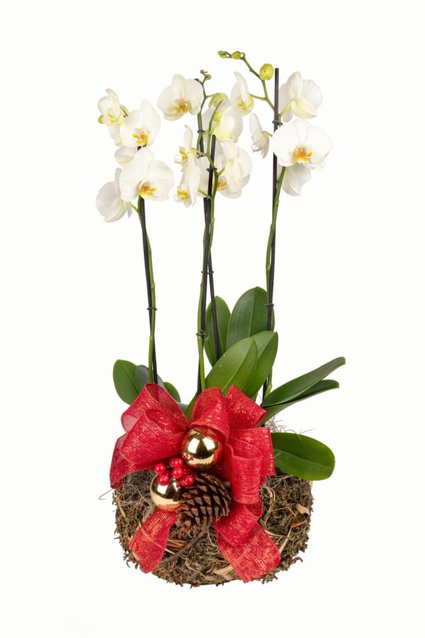 Orquideas SyM - arreglos florales para Navidad